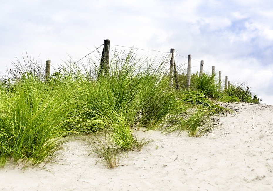 Fototapeta - wydma, trawa, plaża