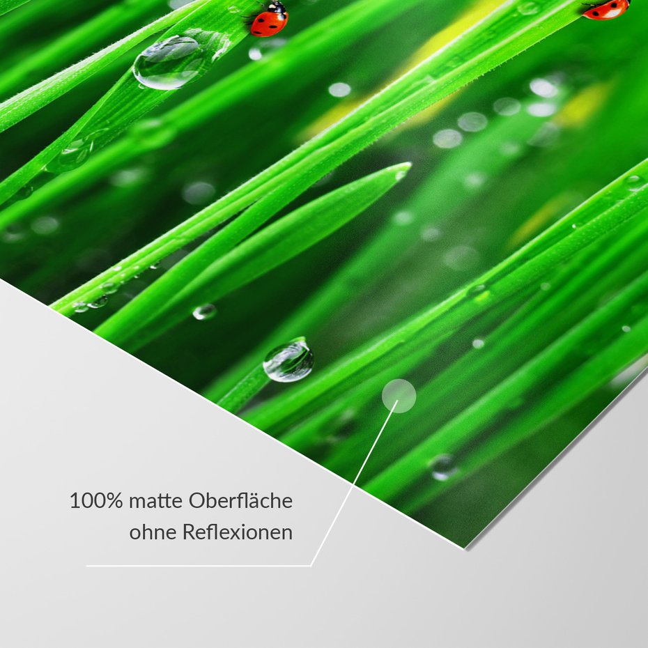 Fototapeta - biedronki, trawa, krople