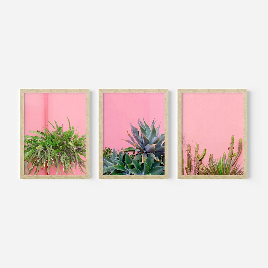 Zestaw obrazy w ramie, plakaty - rośliny, kaktusy, różowy - rama drewno