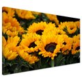 Obraz na płótnie - słoneczniki, kwiaty, żółty