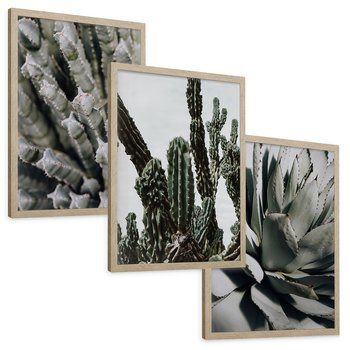 Zestaw obrazy w ramie, plakaty - kaktus, sukulent, roślina - rama drewno