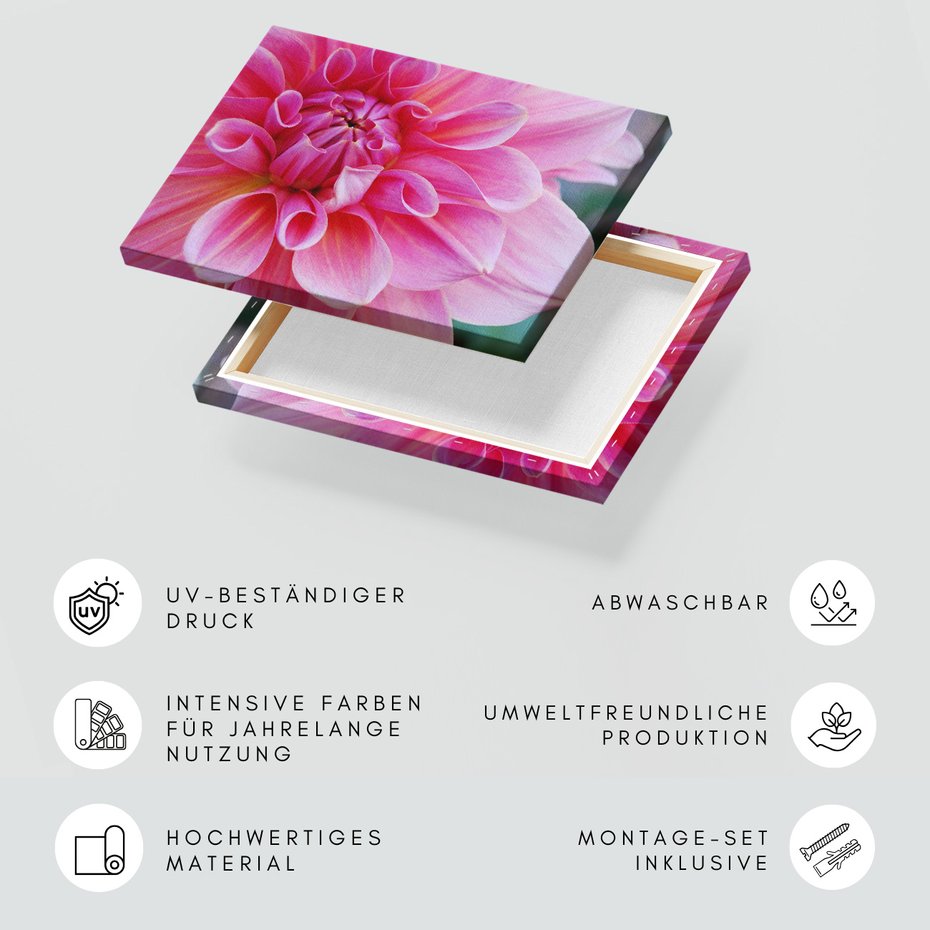 Obraz na płótnie - kwiat, dalia, płatki