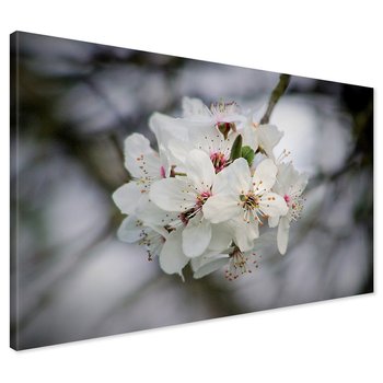 Obraz na płótnie - kwiaty, białe kwiaty, wiosna