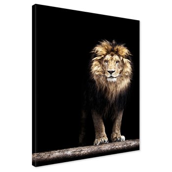 Obraz na płótnie - lew, zwierzę, drapieżnik