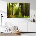 Obraz na płótnie - las, drzewa, natura
