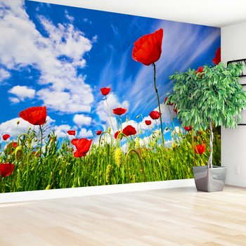 Fototapeta - maki, kwiaty, lato