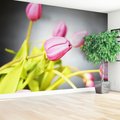 Fototapeta - tulipany, kwiaty, różowe