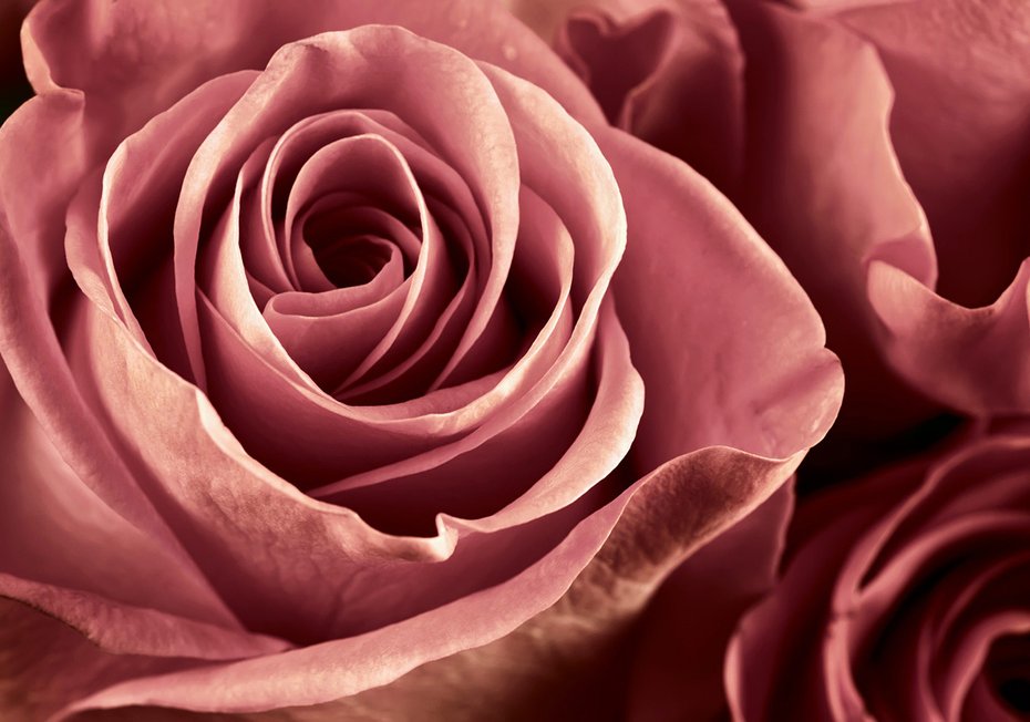 Fototapeta - róża, kwiat, płatki