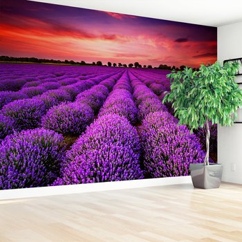 Fototapeta - lawenda, pole, zachód słońca