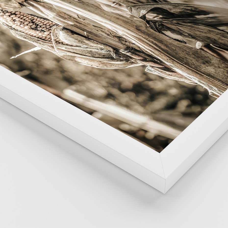 Zestaw obrazy w ramie, plakaty - kukurydza, pole, rolnictwo - rama biała