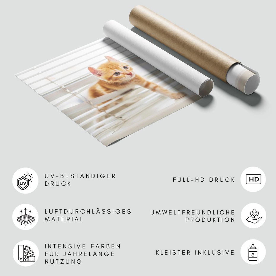 Fototapeta - kot, kociak, zwierzę