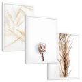 Zestaw obrazy w ramie, plakaty - roślina, suchy, kwiatostan - rama biała