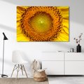 Obraz na płótnie - słonecznik, kwiat, zbliżenie