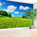 Fototapeta - łąka, chmury, natura