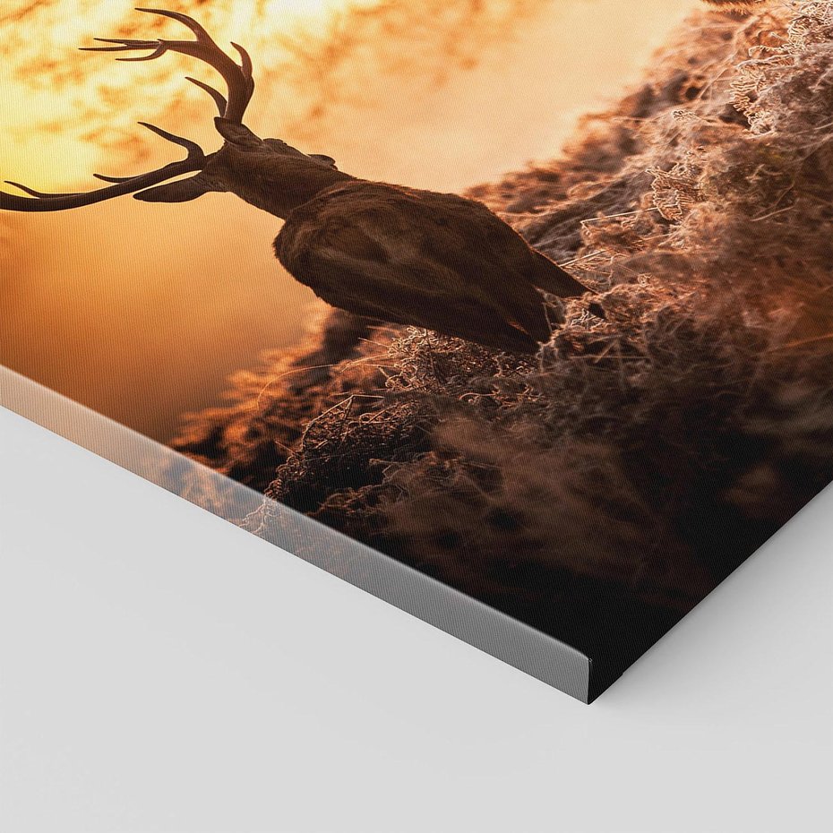 Obraz na płótnie - jelenie, natura, zachód słońca
