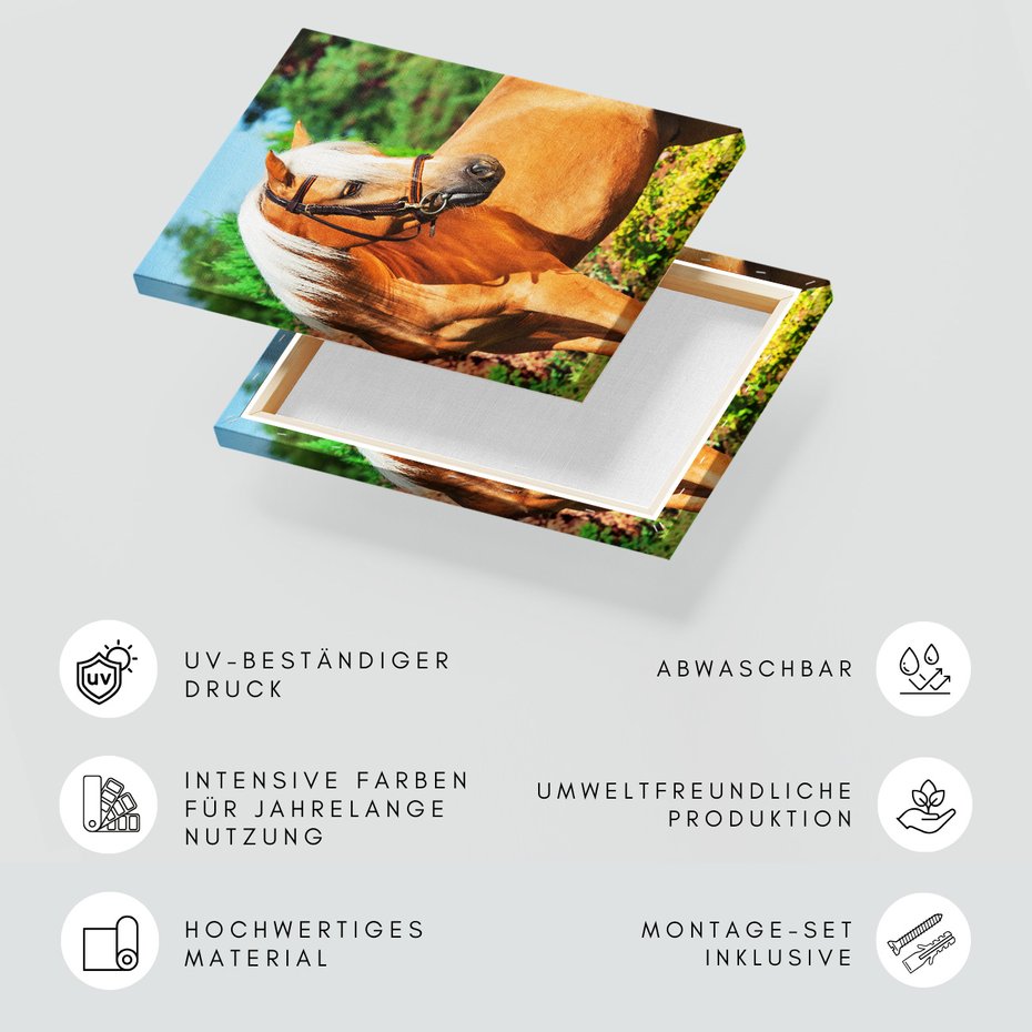 Obraz na płótnie - koń, zwierzę, natura