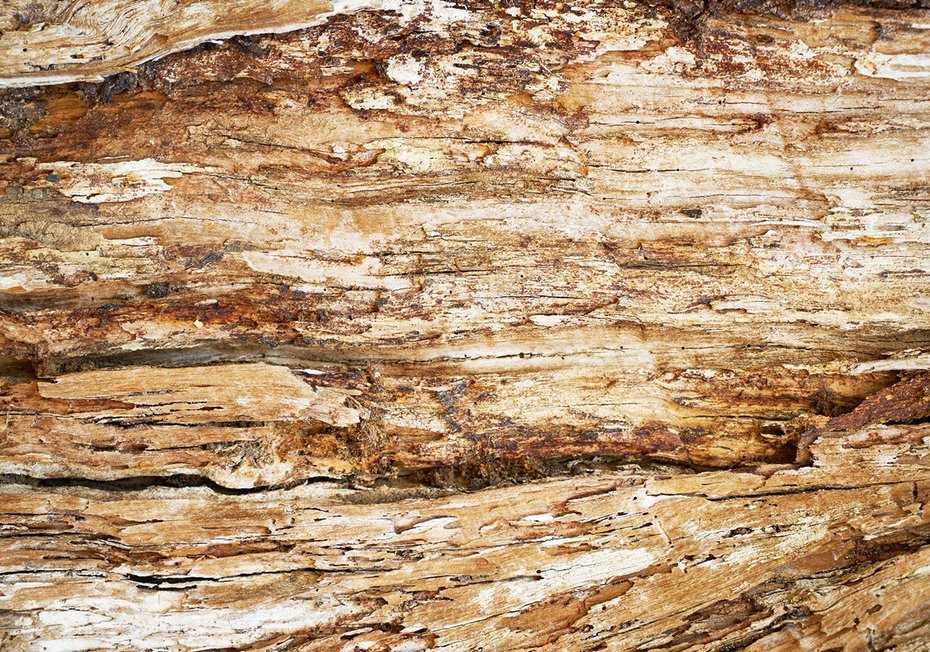 Fototapeta - drewno, kora, tekstura