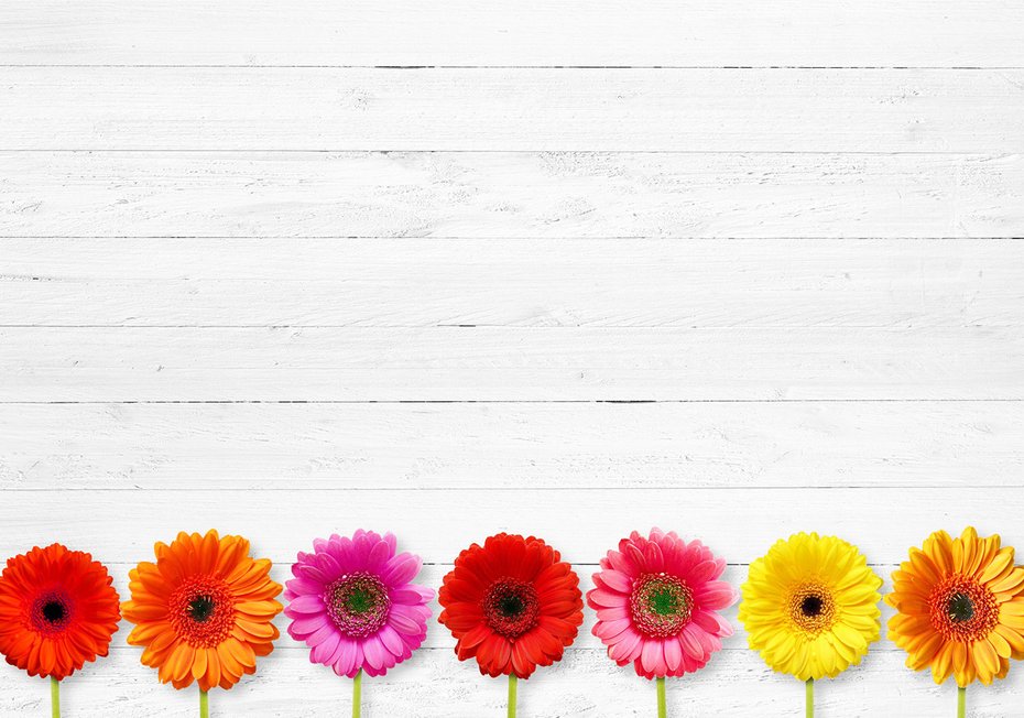 Fototapeta - kwiaty, gerbery, kolorowe