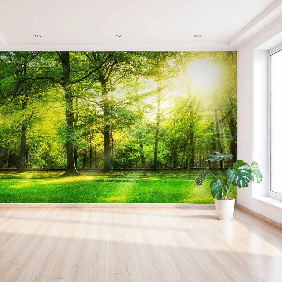 Fototapeta - las, drzewa, słońce