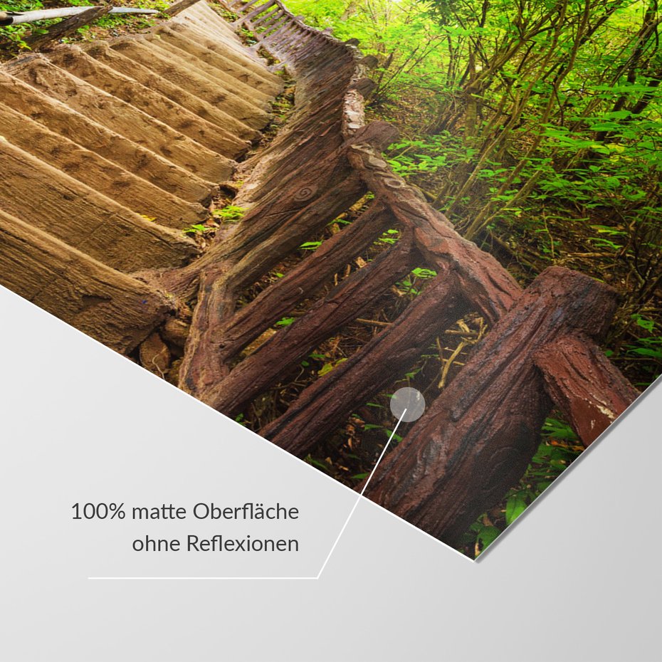 Fototapeta - las, schody, natura