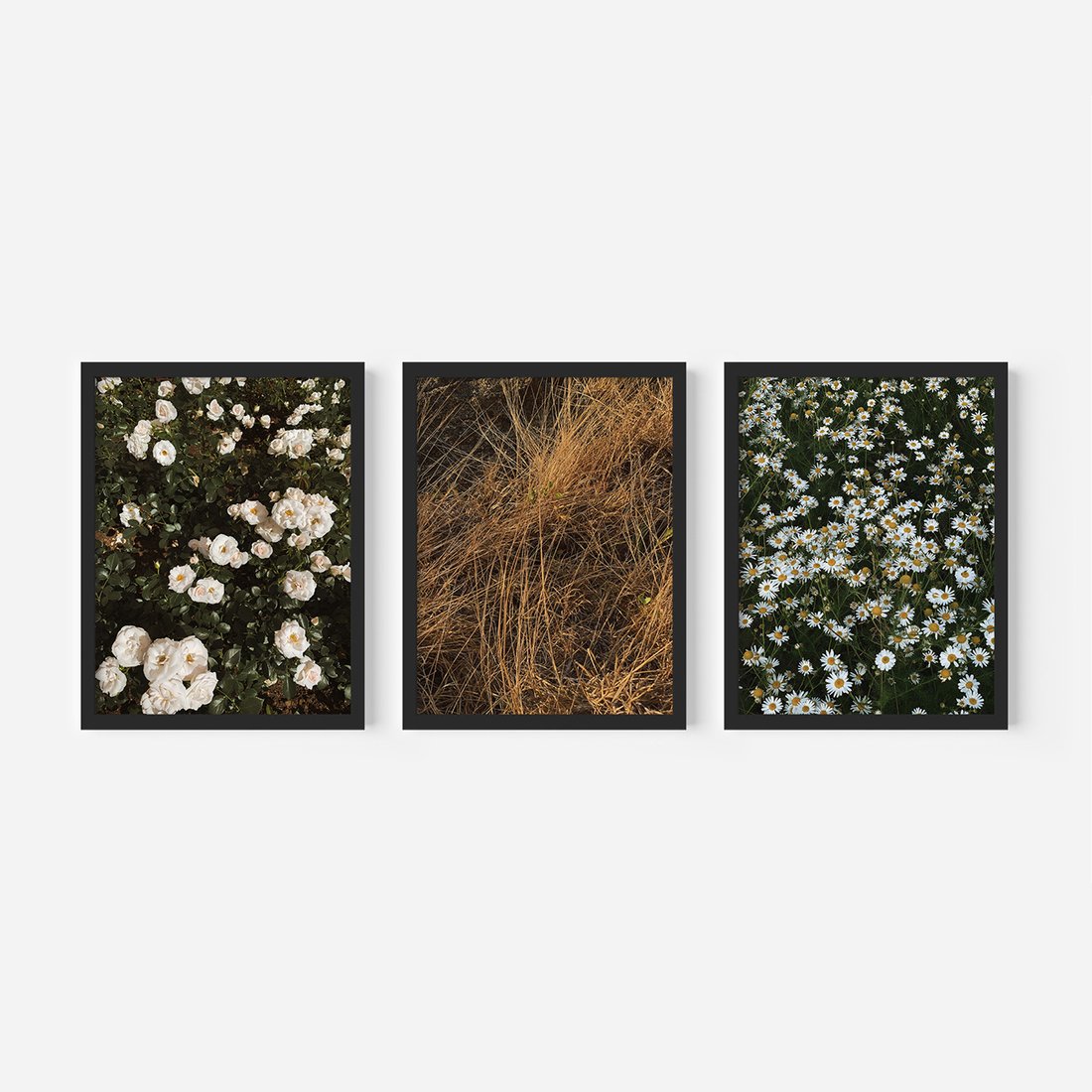 Zestaw obrazy w ramie, plakaty - kwiaty, rośliny, natura - rama czarna