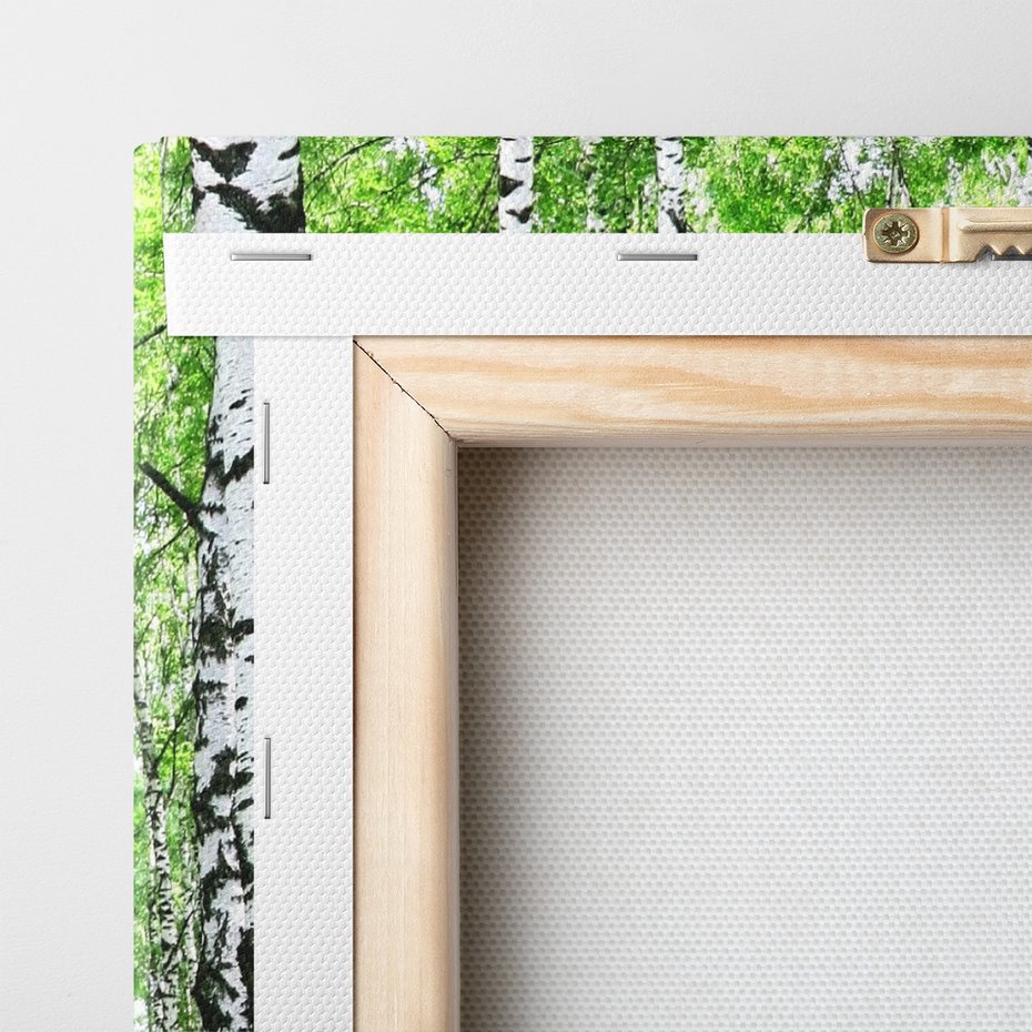 Obraz na płótnie - las, brzozy, natura