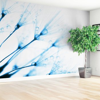 Fototapeta - dmuchawiec, krople, delikatność