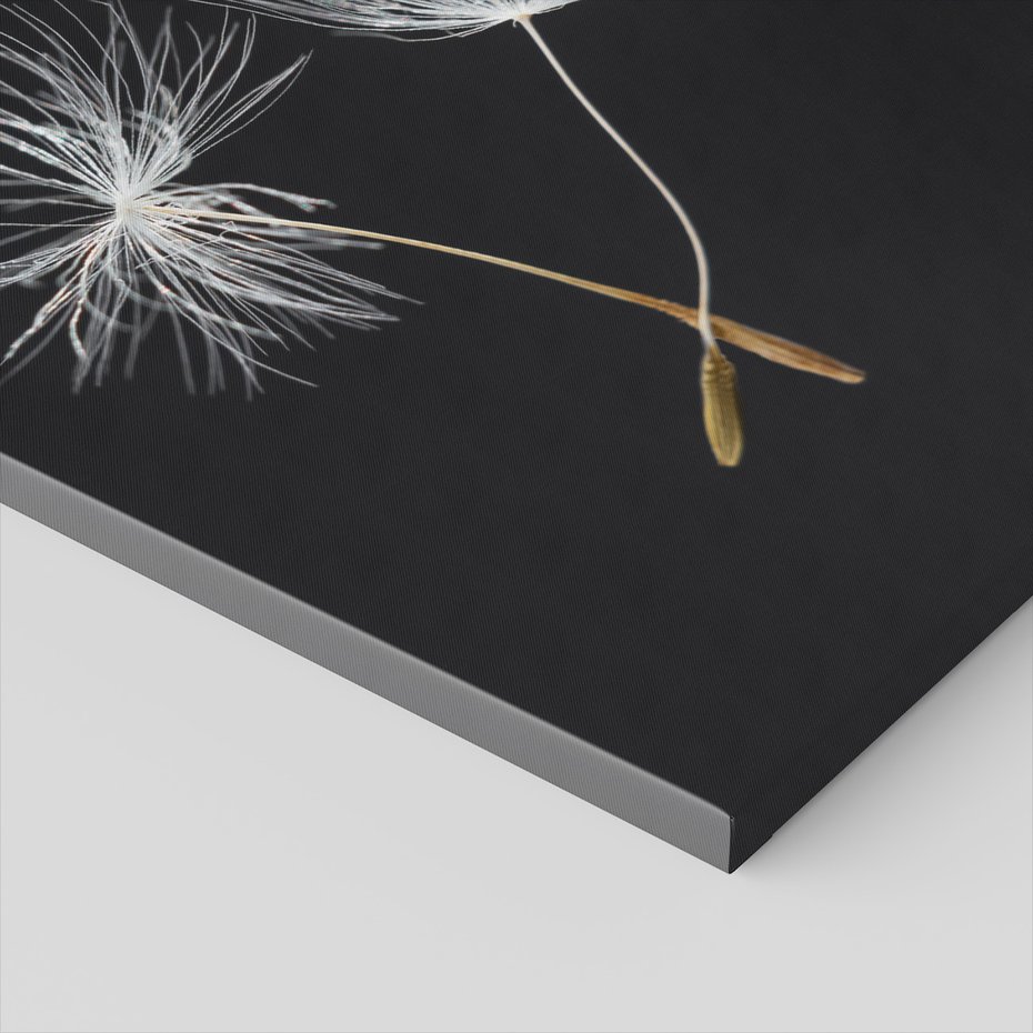 Obraz na płótnie - dandelion, nasiona, natura
