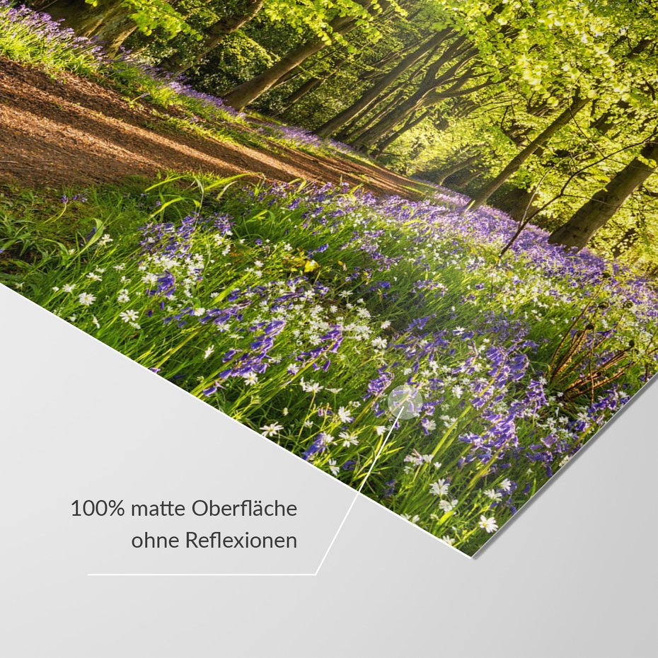 Fototapeta - las, kwiaty, ścieżka