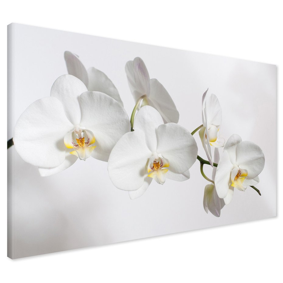 Obraz na płótnie - orchidee, kwiaty, białe,