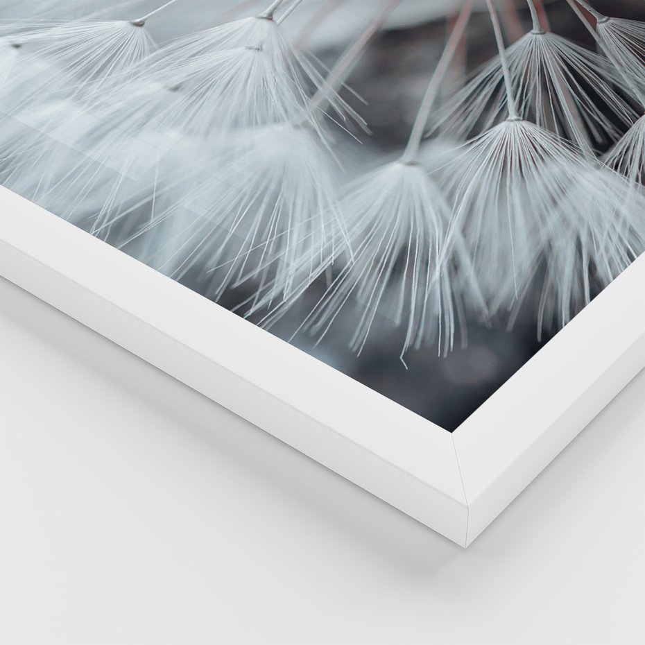 Zestaw obrazy w ramie, plakaty - dmuchawiec, natura, nasiona - rama biała