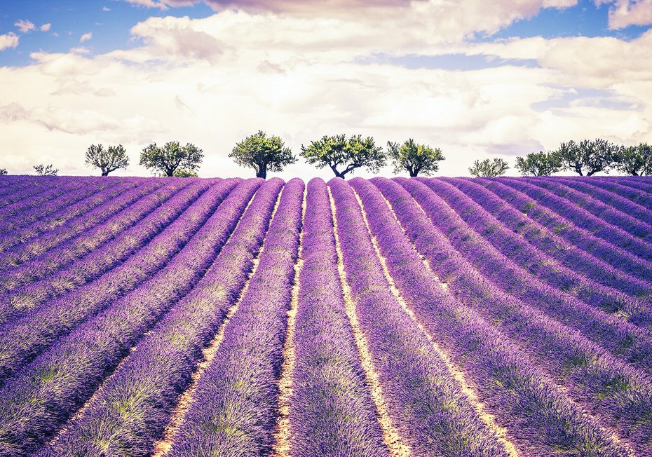 Fototapeta - lawenda, pole, drzewa