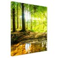 Obraz na płótnie - las, drzewa, przyroda