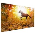 Obraz na płótnie - koń, jesień, las