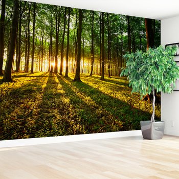 Fototapeta - las, drzewa, słońce