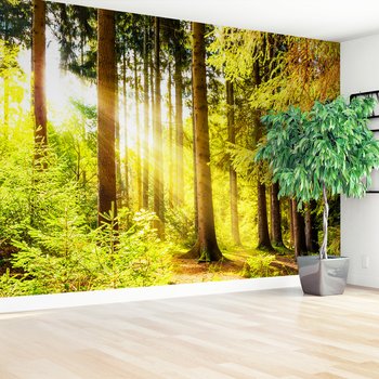 Fototapeta - las, drzewa, światło