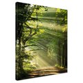 Obraz na płótnie - las, światło, droga