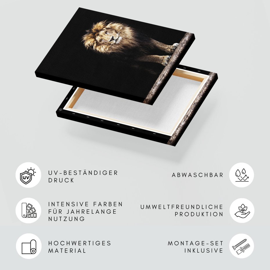 Obraz na płótnie - lew, zwierzę, drapieżnik