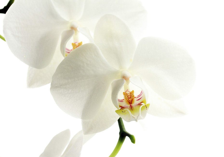 Fototapeta - orchidea, kwiat, biały