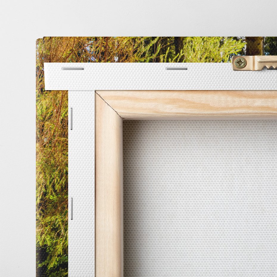 Obraz na płótnie - las, drzewa, natura