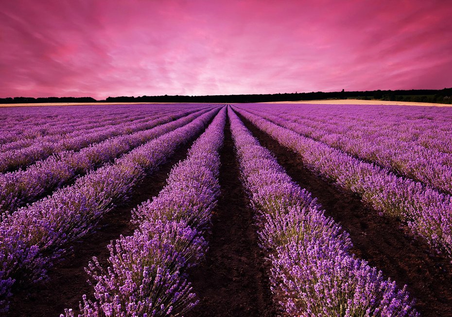 Fototapeta - lawenda, pole, krajobraz