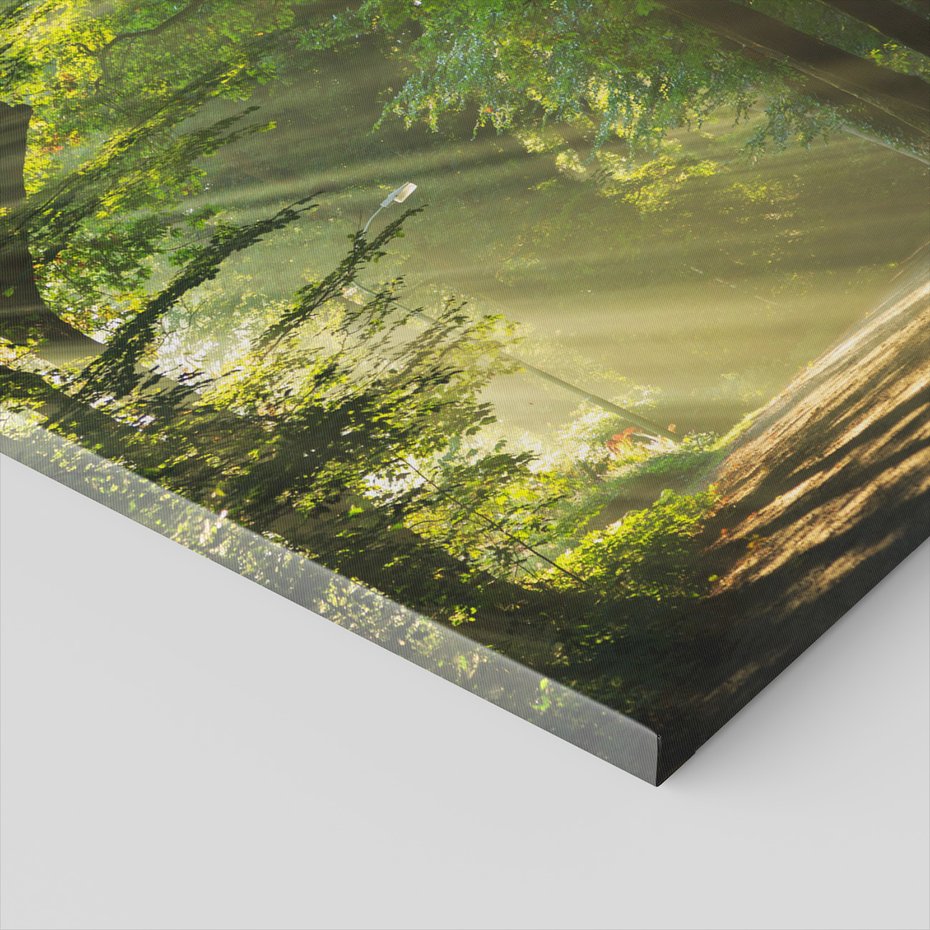 Obraz na płótnie - las, światło, droga