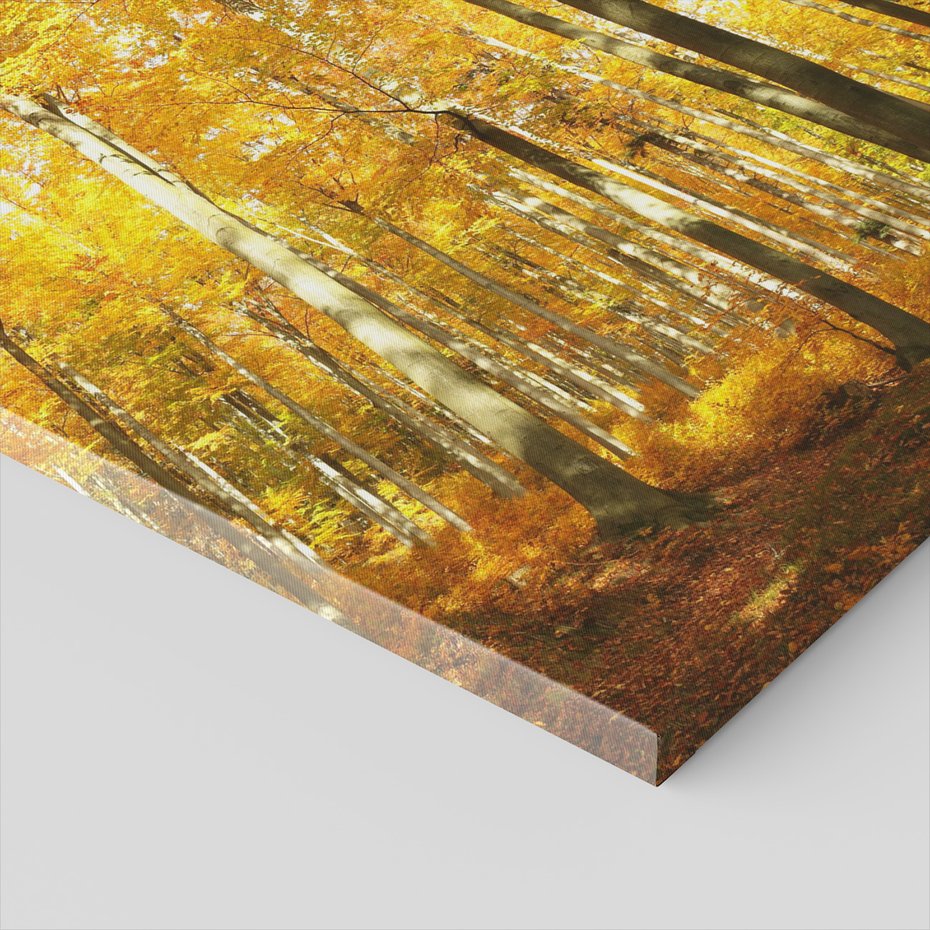 Obraz na płótnie - las, jesień, drzewa