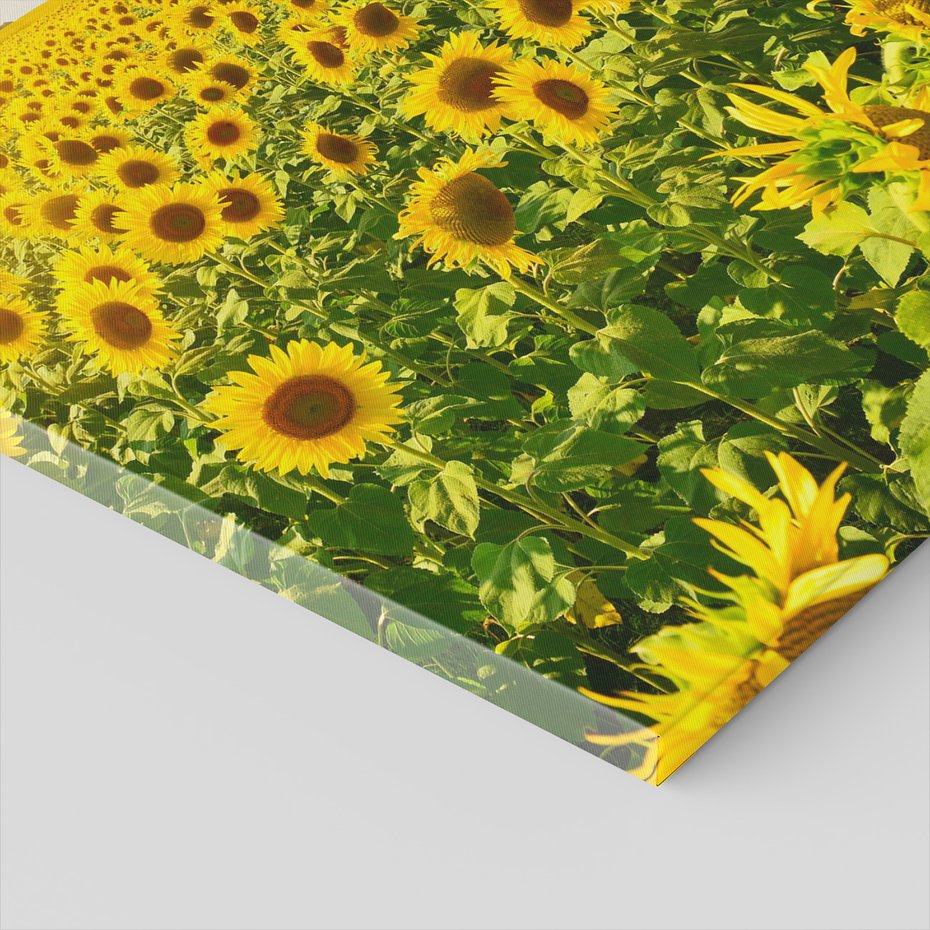 Obraz na płótnie - słoneczniki, pole, lato