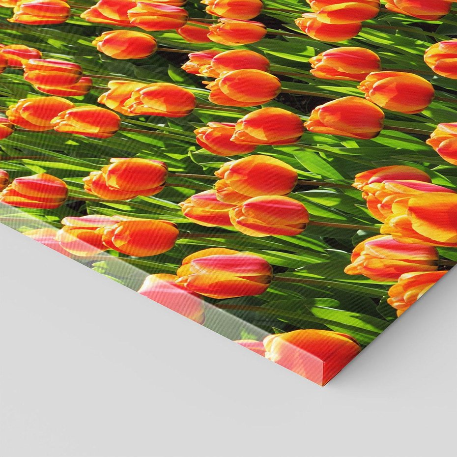 Obraz na płótnie - tulipany, kwiaty, wiosna