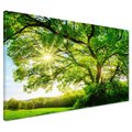 Obraz na płótnie - drzewo, słońce, natura