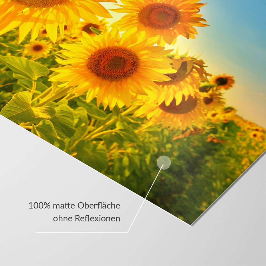 Fototapeta - słoneczniki, lato, słońce