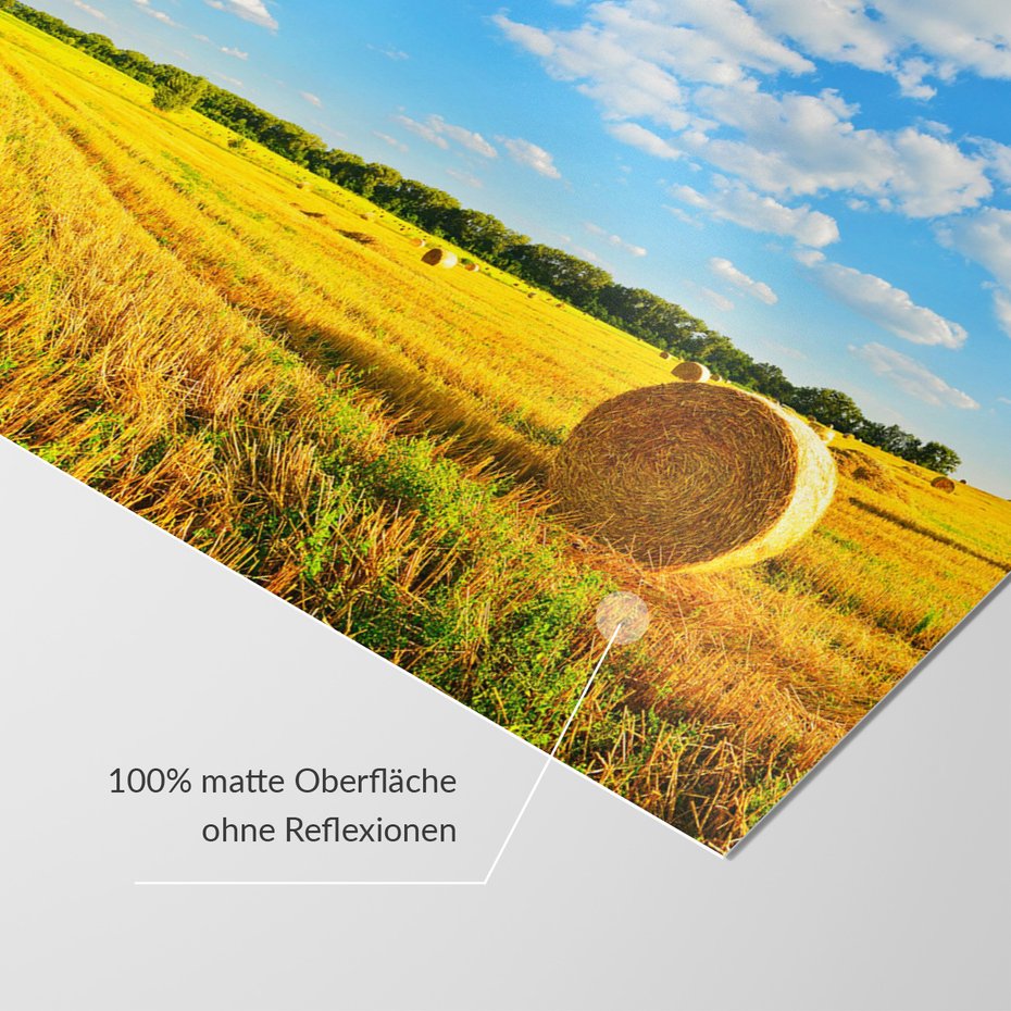 Fototapeta - pole, zboże, niebo