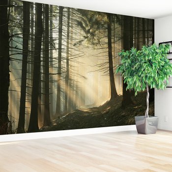 Fototapeta - las, drzewa, mgła