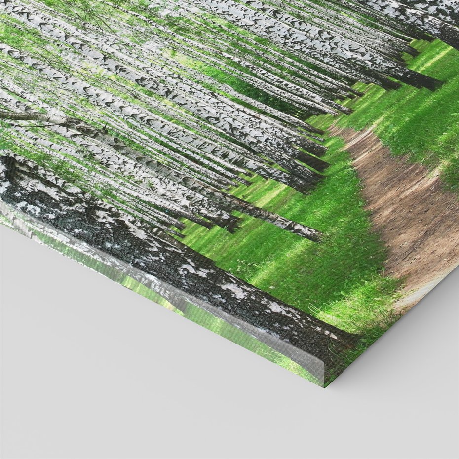 Obraz na płótnie - las, brzozy, natura